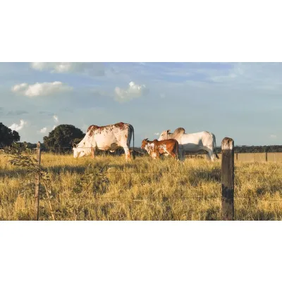Feedlot Beef Cattle (per head)