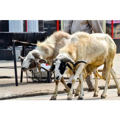 Goat Yard (25 goats)